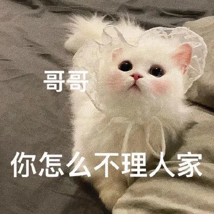 猫咪老公奴老婆奴表情包!