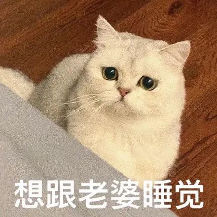 猫咪老公奴老婆奴表情包!