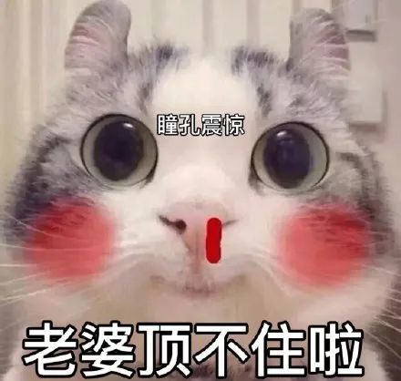 猫咪老公奴老婆奴表情包!