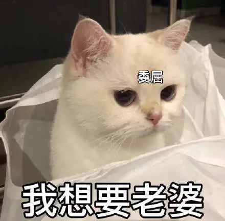 粘人怪系列猫咪老公奴老婆奴表情包