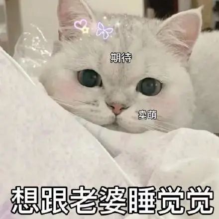 猫咪老公奴老婆奴表情包!
