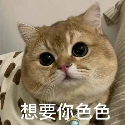 粘人怪系列!猫咪老公奴老婆奴表情包!