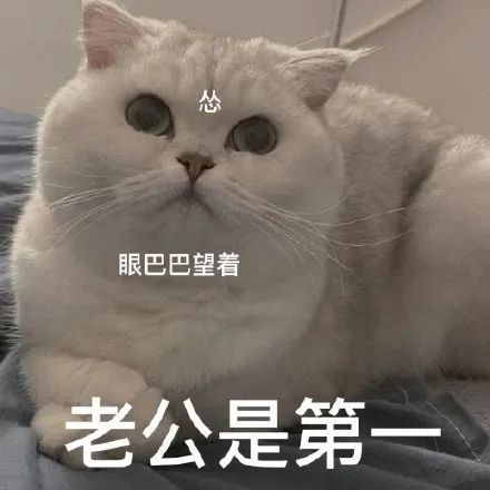 猫咪老公奴老婆奴表情包!