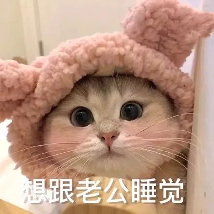 猫咪老公奴老婆奴表情包!