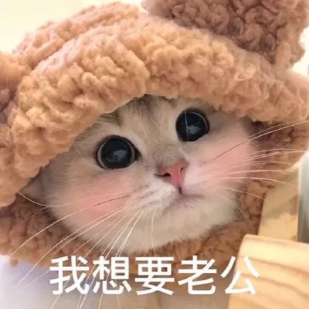 猫咪老公奴老婆奴表情包!