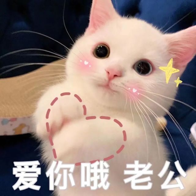 猫咪老公奴老婆奴表情包!