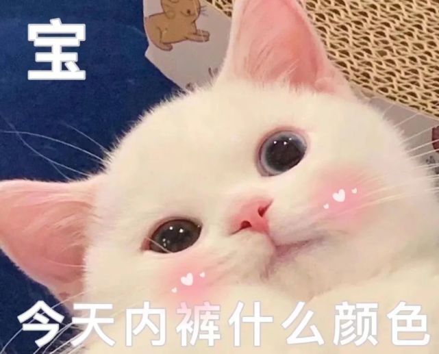 猫咪老公奴老婆奴表情包!