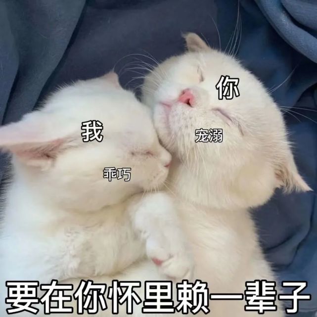 粘人怪系列!猫咪老公奴老婆奴表情包!