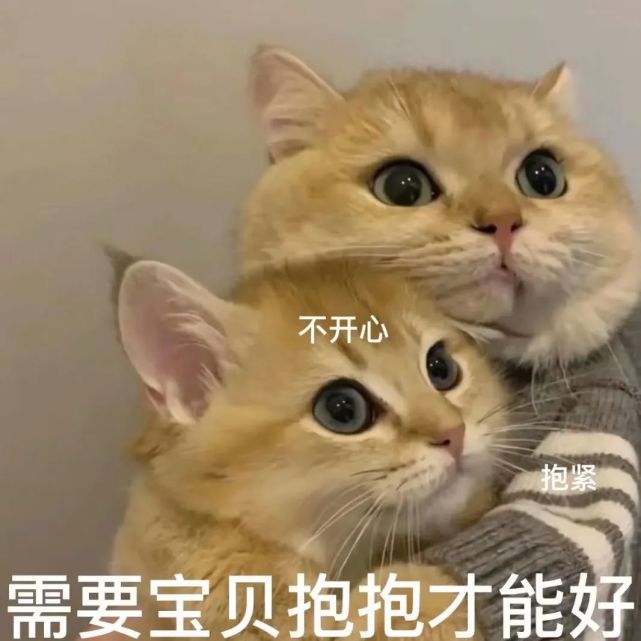 粘人怪系列!猫咪老公奴老婆奴表情包!