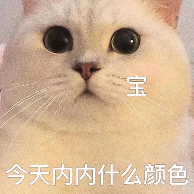 粘人怪系列!猫咪老公奴老婆奴表情包!