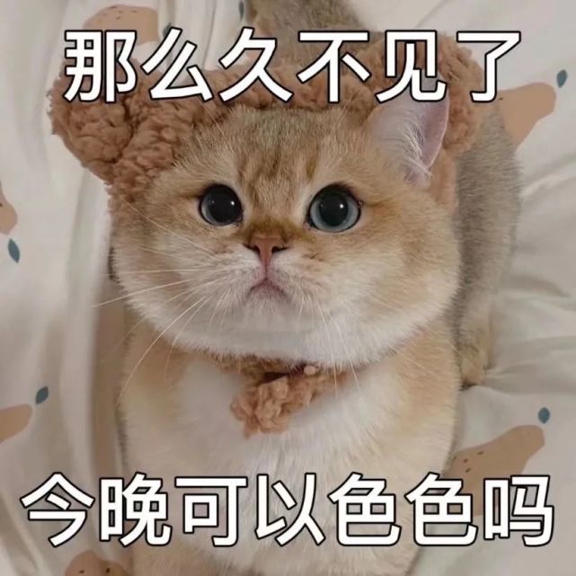 粘人怪系列!猫咪老公奴老婆奴表情包!