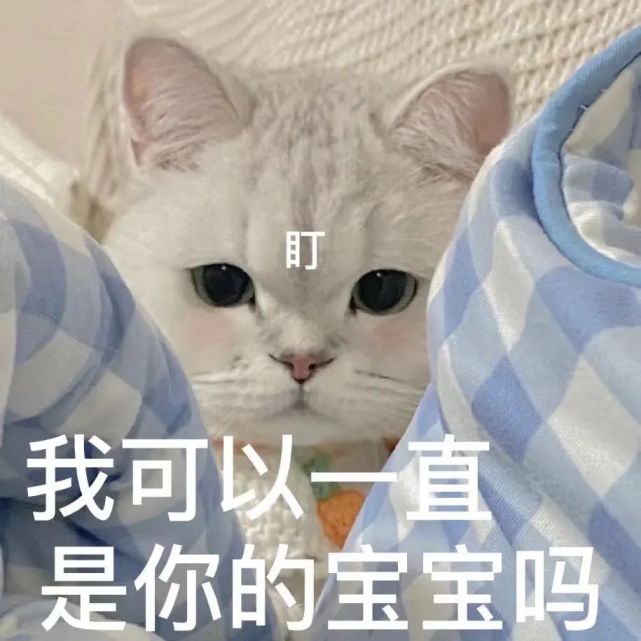 粘人怪系列!猫咪老公奴老婆奴表情包!