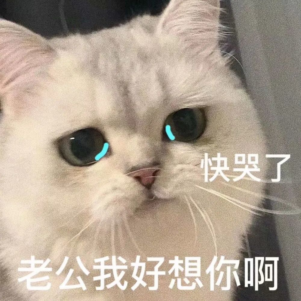 粘人怪系列猫咪老公奴老婆奴表情包