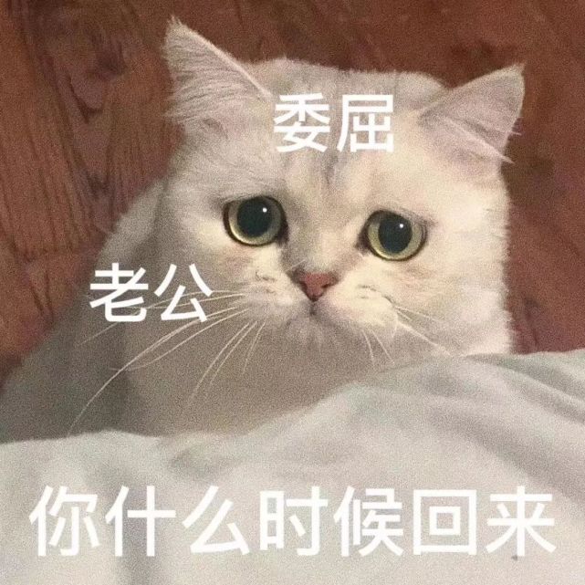 粘人怪系列!猫咪老公奴老婆奴表情包!