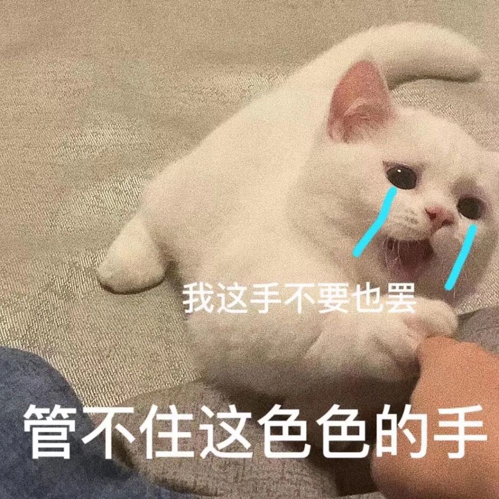 粘人怪系列猫咪老公奴老婆奴表情包