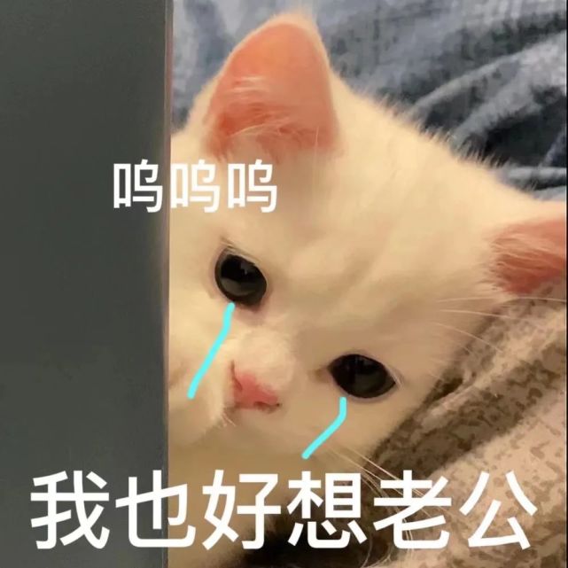 猫咪老公奴老婆奴表情包!