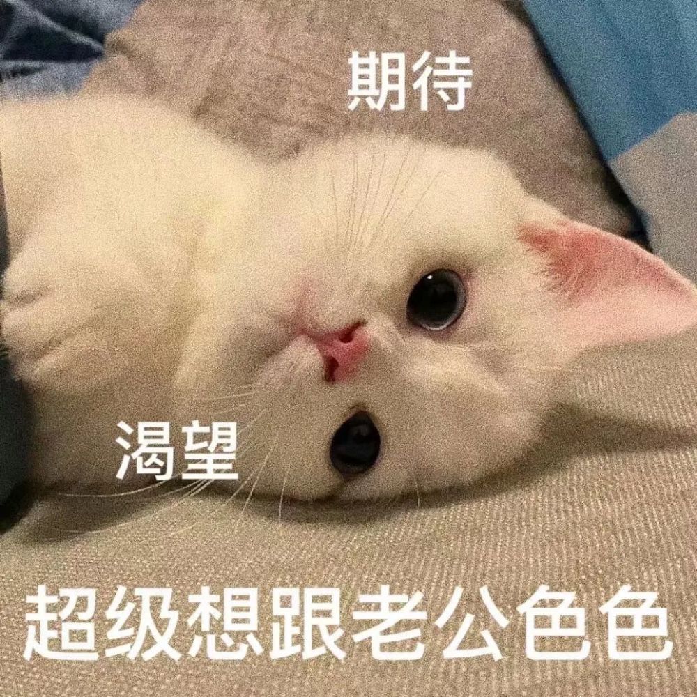 粘人怪系列猫咪老公奴老婆奴表情包