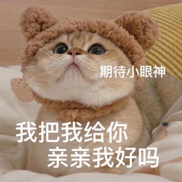 猫咪老公奴老婆奴表情包!