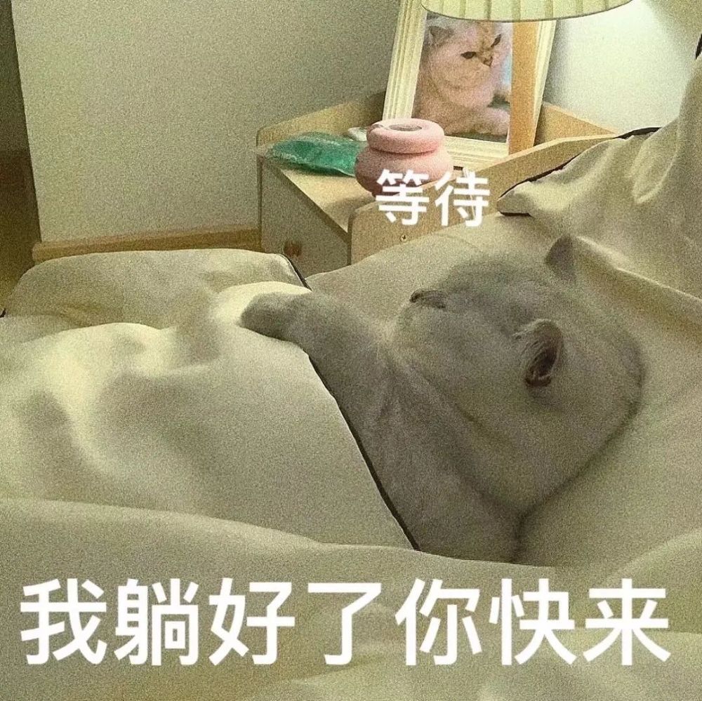 粘人怪系列猫咪老公奴老婆奴表情包