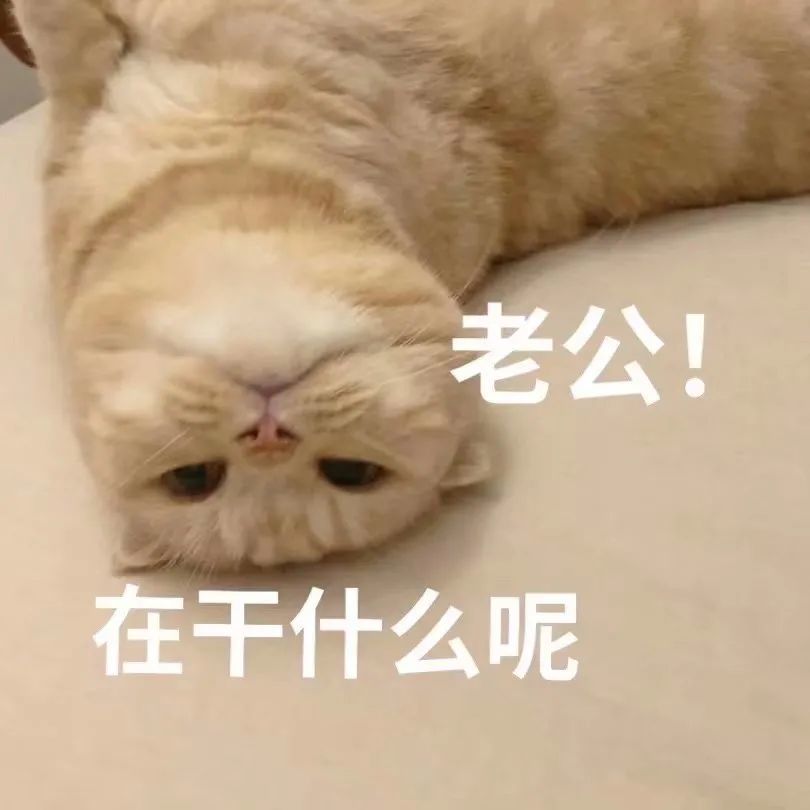 猫咪老公奴老婆奴表情包!