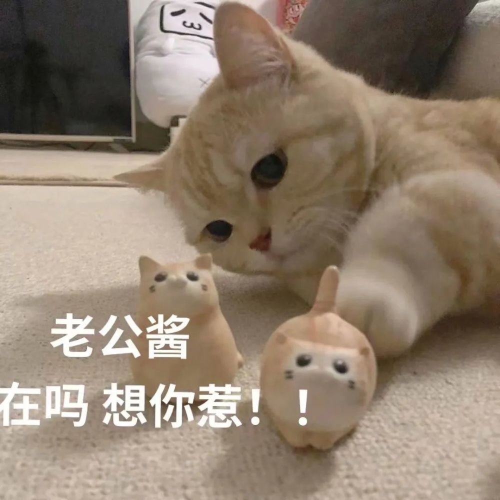 猫咪老公奴老婆奴表情包!