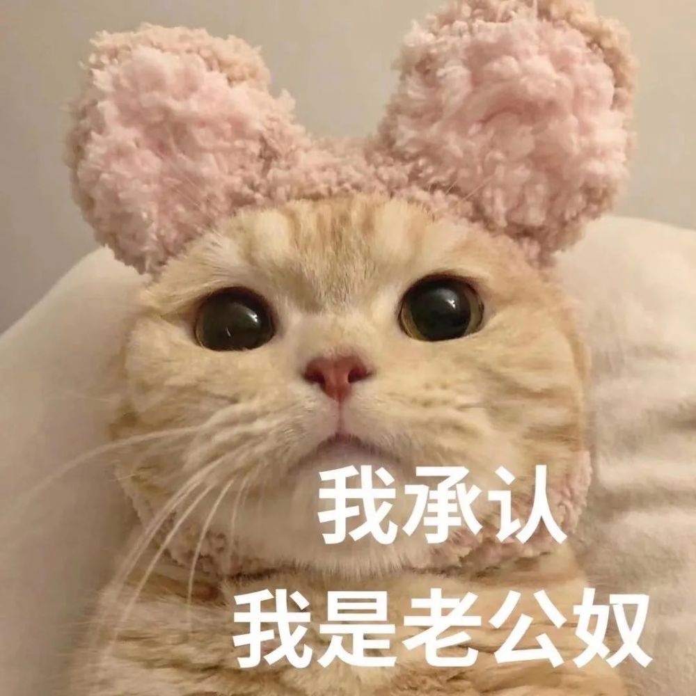 猫咪老公奴老婆奴表情包!