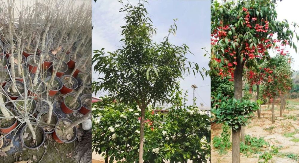 奇特的观果植物金丝吊蝴蝶,地栽都不用打理,秋季特别艳丽