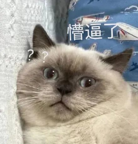 表情包小煤球猫系列