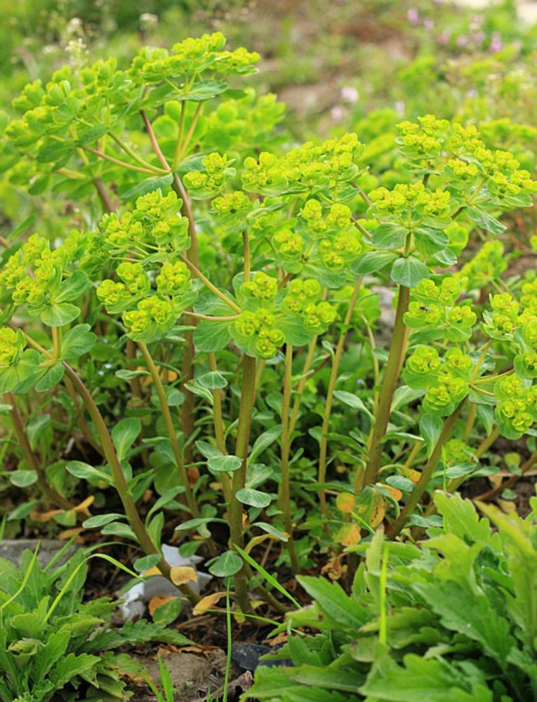 18.泽漆