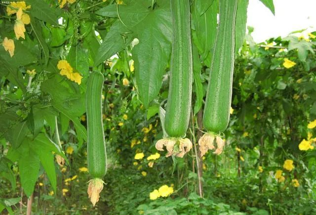 第六届"芙蓉杯"全国文学大赛入围散文作品《丝瓜满架》