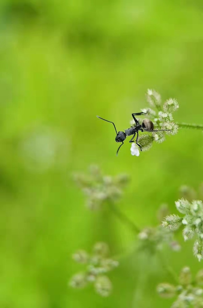 昆虫日记4蝼蚁虽小亦能撼象