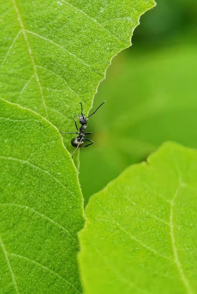 昆虫日记4蝼蚁虽小亦能撼象