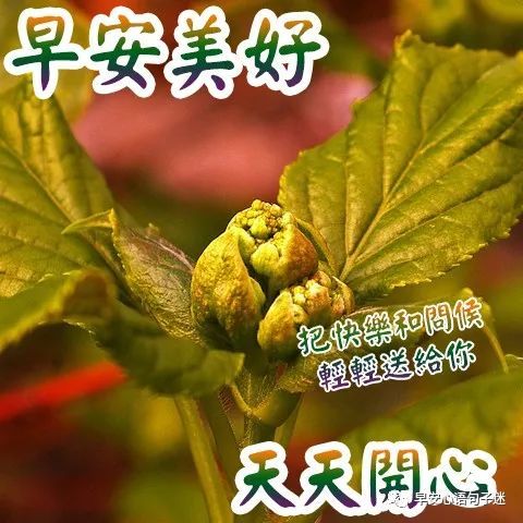 早上好祝福语图片大全 早上好温馨问候图片