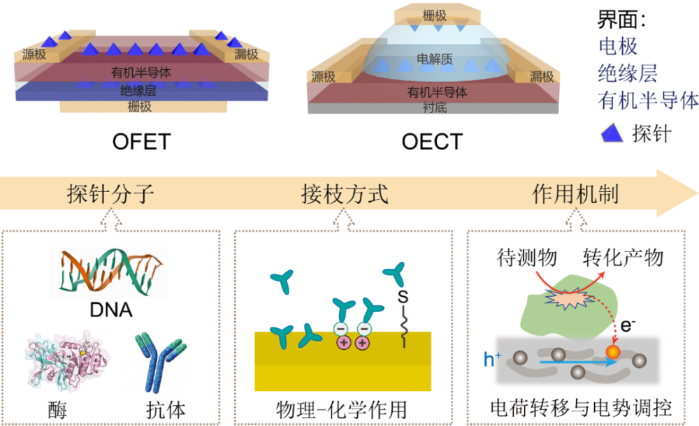 有机晶体管生物传感器的探针接枝及其功能化