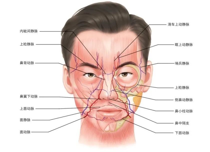血管分布"错综复杂""四通八达",其中最密集的血管分布在面部三角区.