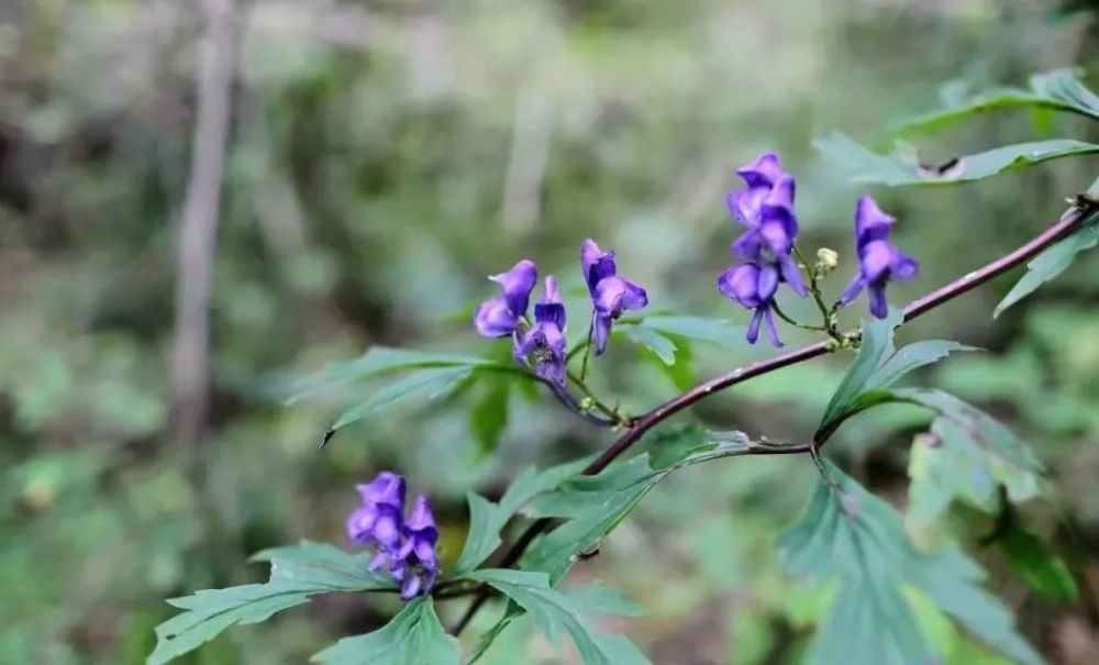 青关注|芒市关于预防食用草乌附子等乌头类毒性中药材