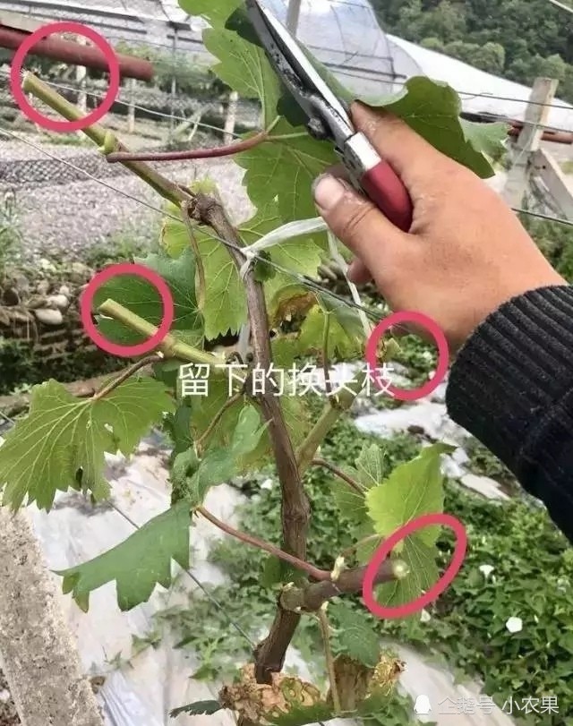 葡萄绿枝嫁接高清图解