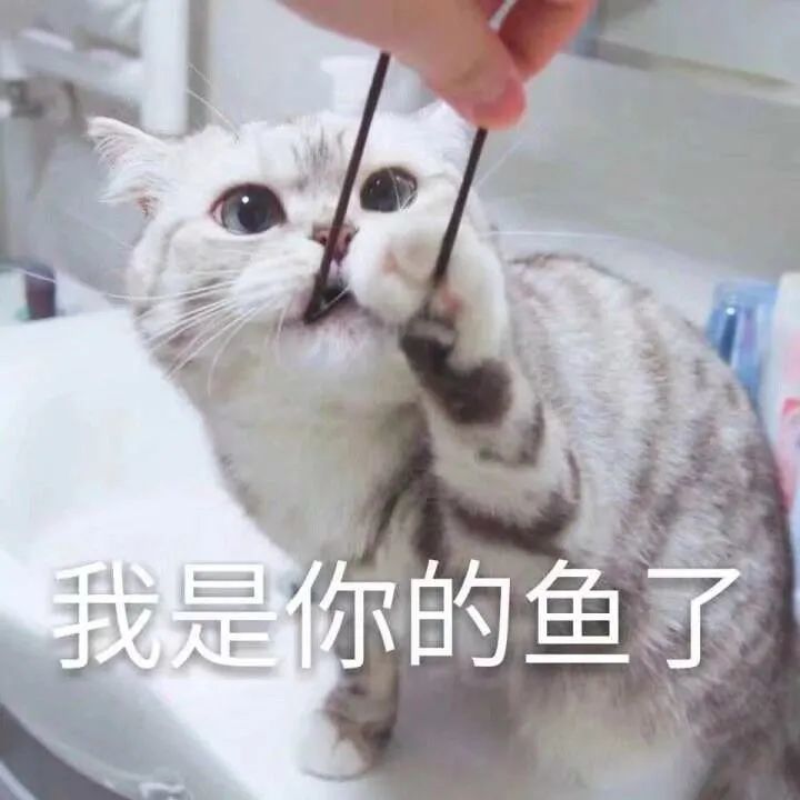 搞笑猫猫表情包1