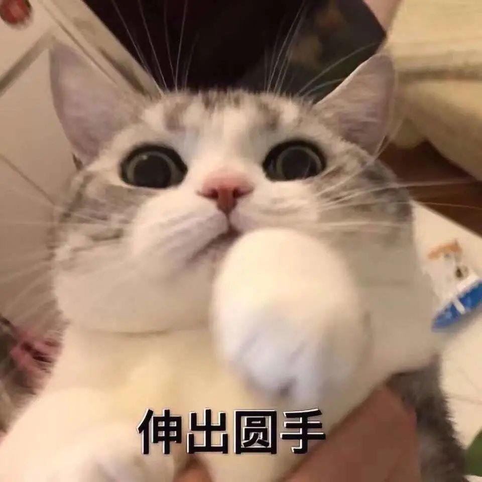 搞笑猫猫表情包1