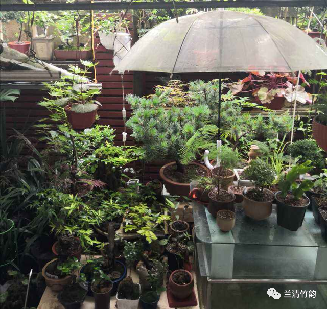 盆景 盆栽 植物 640_605