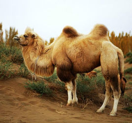 我国已经把野骆驼列为国家一级保护动物,在新疆巴音郭楞蒙古自治州