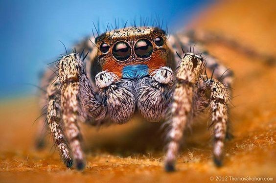 蜘蛛有8只眼睛,视力却不好!