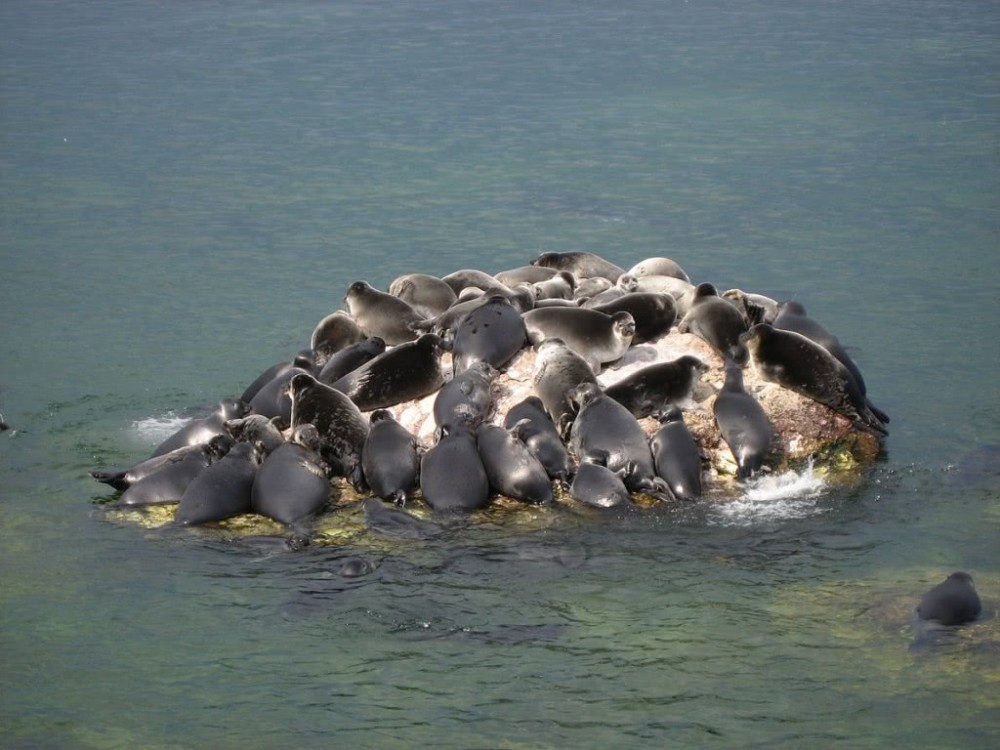 进化还是退化?贝加尔湖发现胎生"怪鱼",湖内海洋生物从哪来?