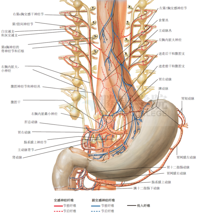 腹腔和肠系膜上神经节接受来自胸内脏大,小神经的节前神经纤维.