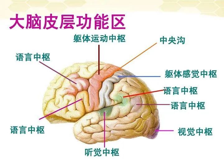 硬核科普:为什么只有人类进化出高度发达的大脑?