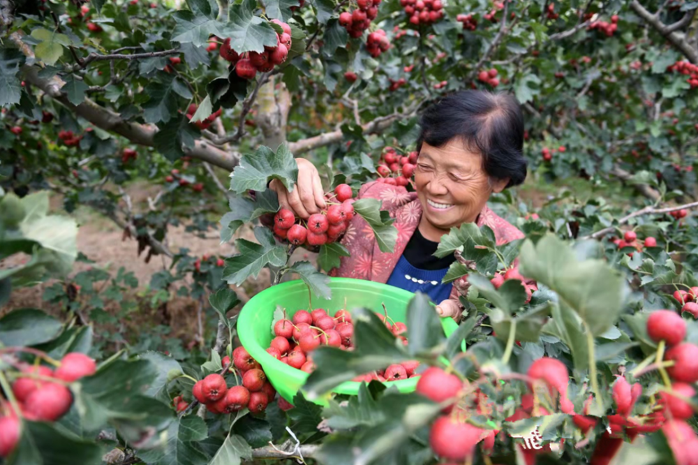 10月21日,太阳乡小阳村向阳山楂种植专业合作社的社员在采摘山楂.