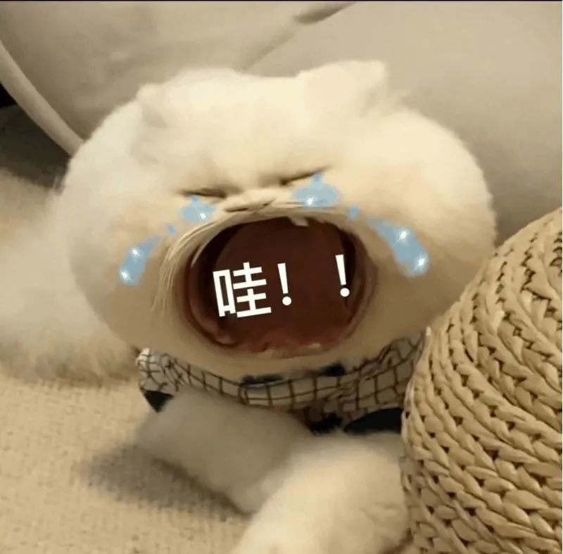 大嘴猫表情包2|猫咪张大嘴巴表情包_腾讯新闻