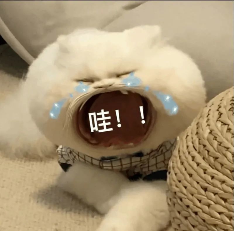 大嘴猫表情包2猫咪张大嘴巴表情包