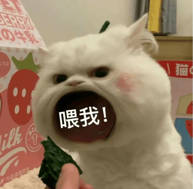 大嘴猫表情包2猫咪张大嘴巴表情包