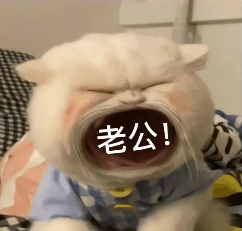 大嘴猫表情包2猫咪张大嘴巴表情包